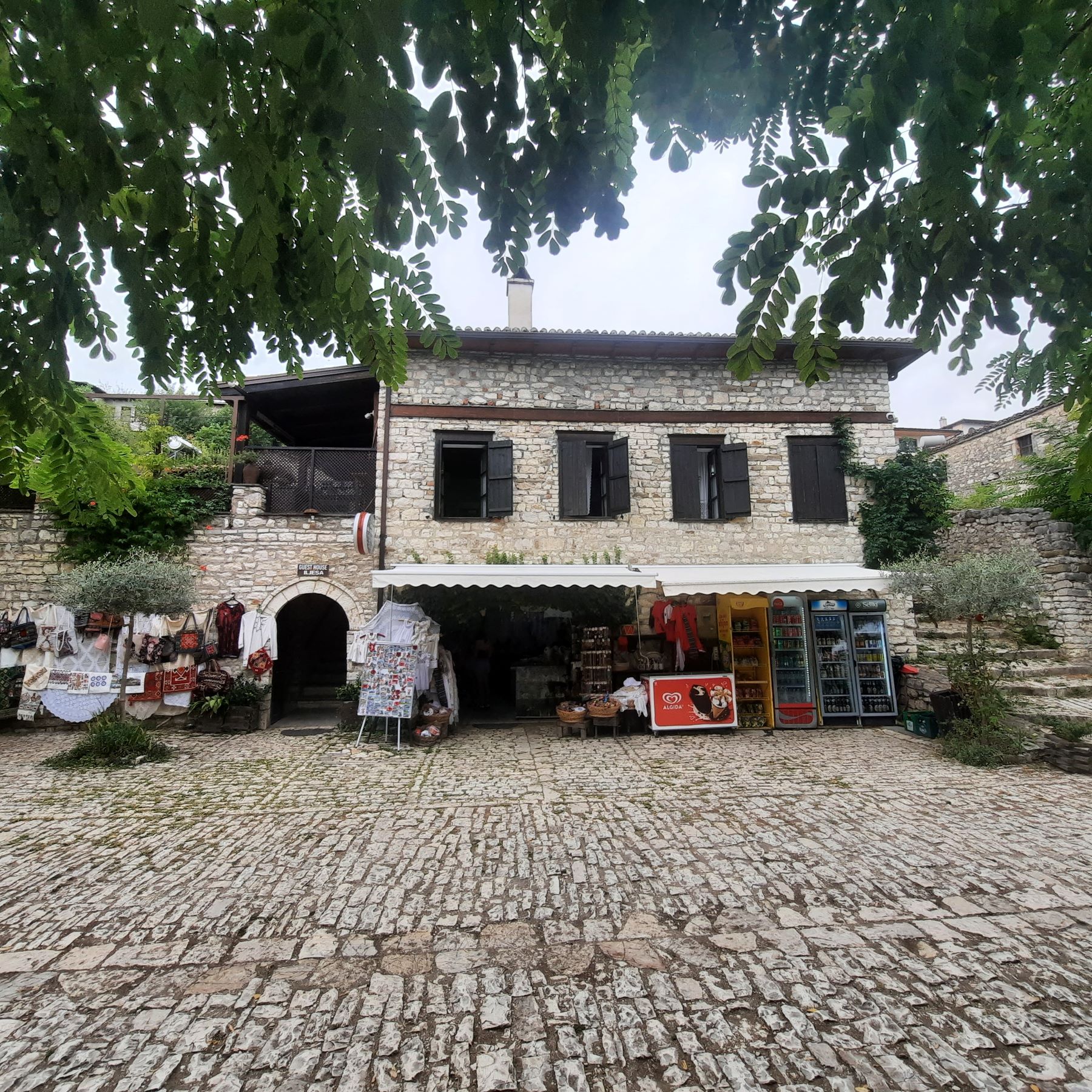Olivaszüret