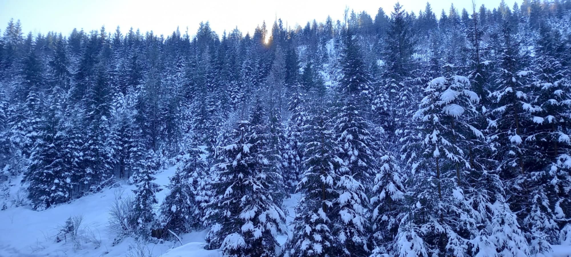 Aranyos-völgye